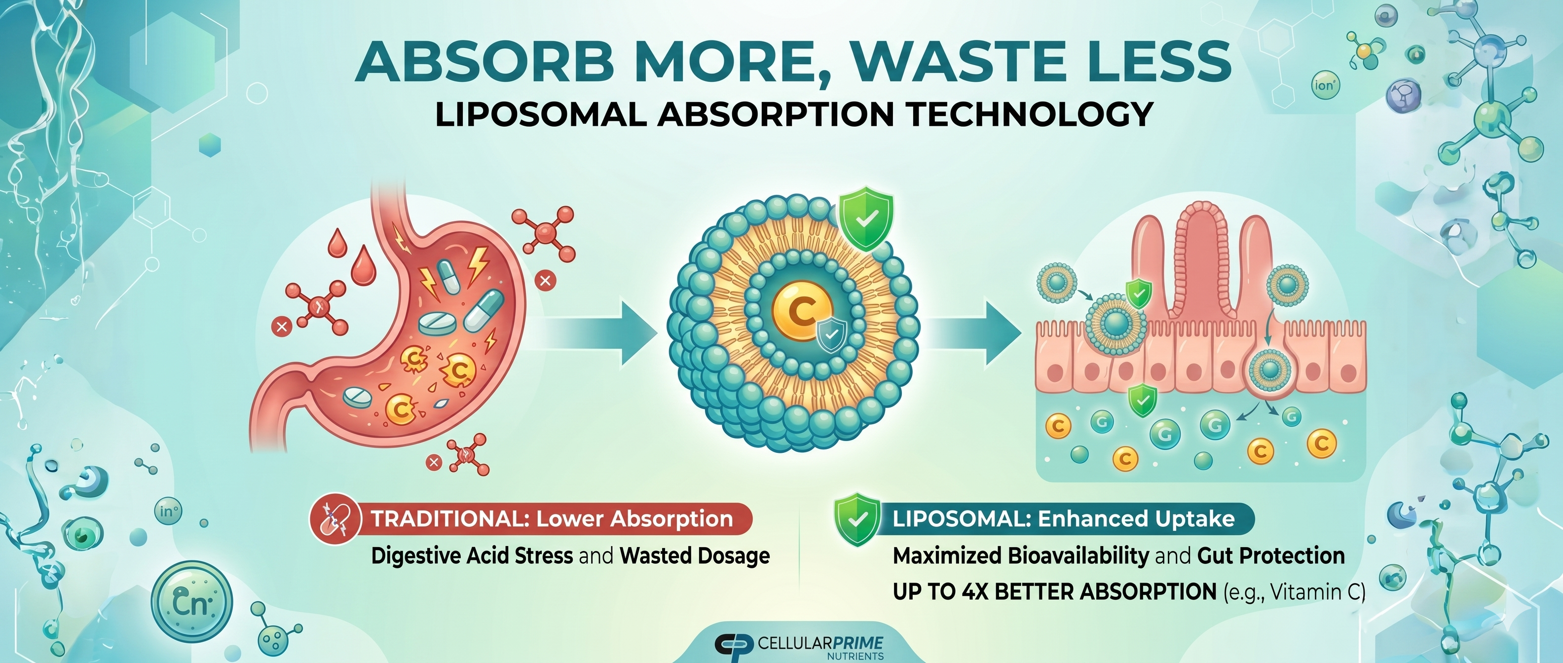 Supplement Absorption Science of Liposomal Supplements | Absorb More, Waste Less – Cellular Prime
