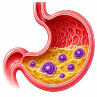 The Stomach