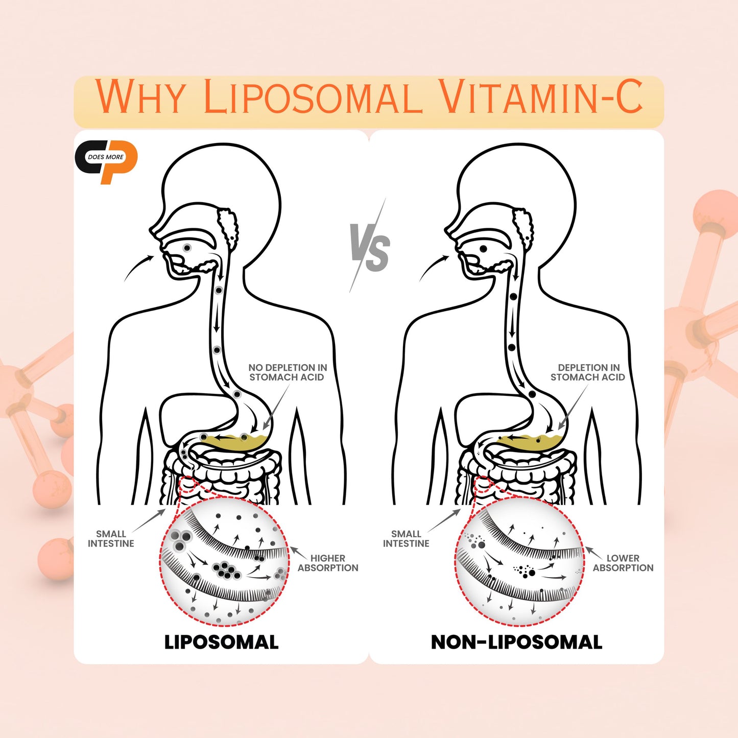 Liposomal Vitamin C 80 mg – Glowing Skin, Immune Support | 30 Capsules | Cellular Prime